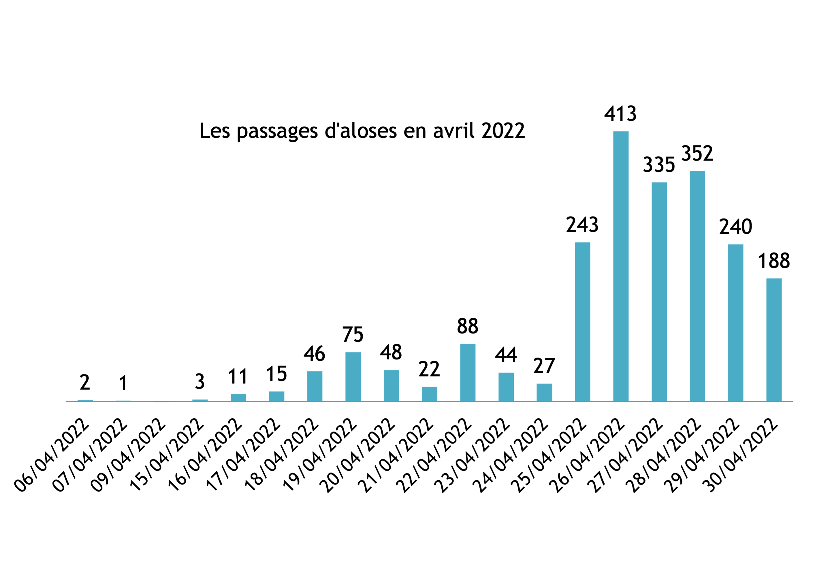 Passage aloses sauveterre avril